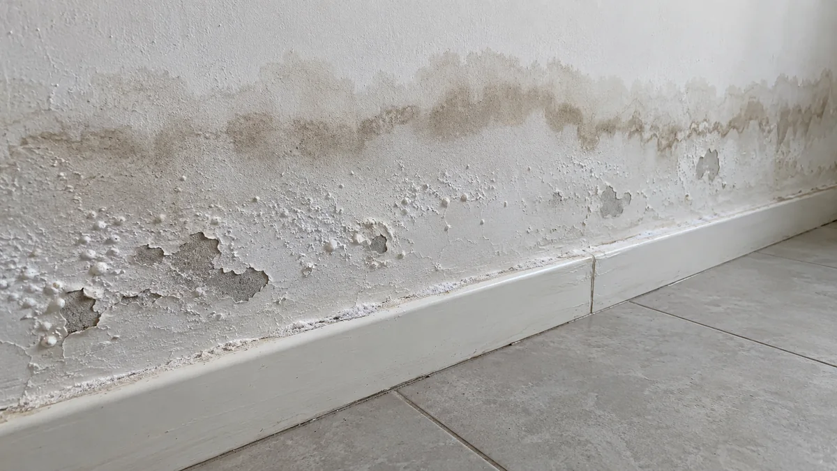 Pied d'un doublage peint au-dessus d'une plinthe : ligne de marée brune à une trentaine de centimètres du sol, peinture cloquée et écaillée en dessous, dépôt de sels blancs sur la plinthe