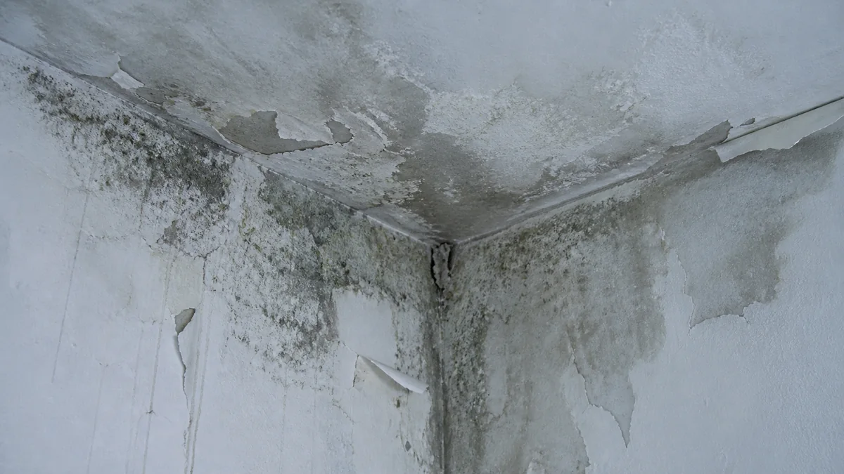 Angle de plafond et de mur intérieur dégradé par l'humidité : auréoles, moisissures grises et vertes, efflorescences salines et peinture cloquée qui se décolle, un désordre lié à une infiltration, sans aucune personne