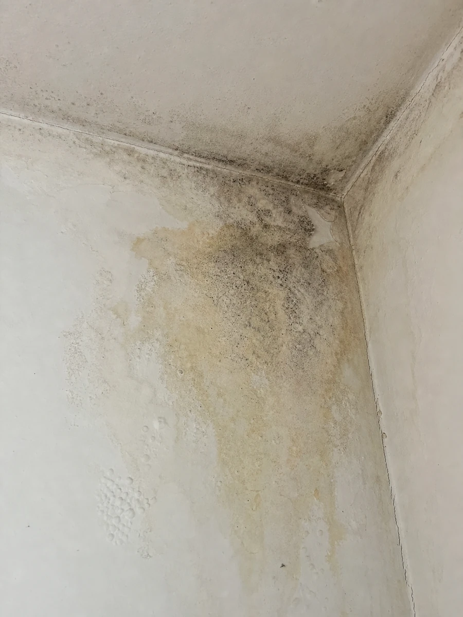 Tache d'humidité et moisissure sur un mur intérieur, signe possible d'une infiltration antérieure à la vente