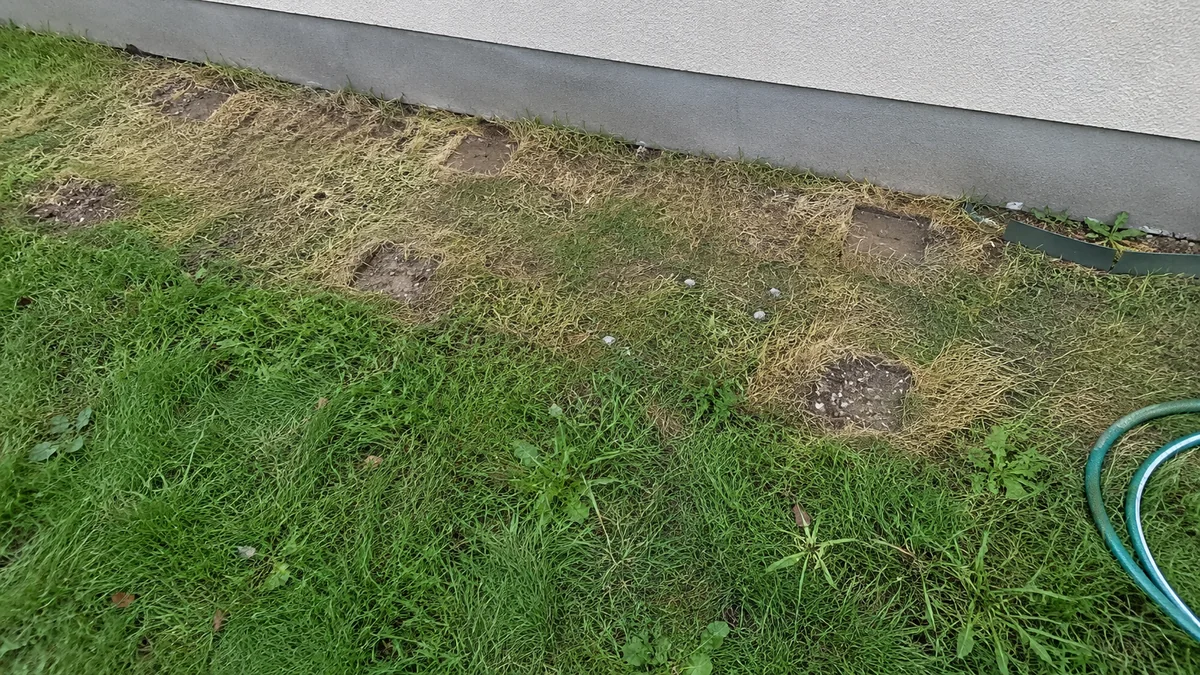 Bande de pelouse jaunie et écrasée le long du soubassement d'une maison quelques jours après le démontage d'un échafaudage, marquée de deux rangées d'empreintes carrées de terre tassée laissées par les platines, avec des éclaboussures d'enduit sur l'herbe et une bordure de jardin en plastique arrachée